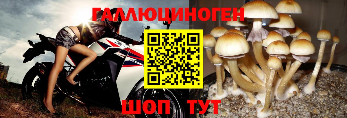 Галлюциногенные грибы GOLDEN TEACHER  Вход с VPN  дарнет шоп  Апшеронск 